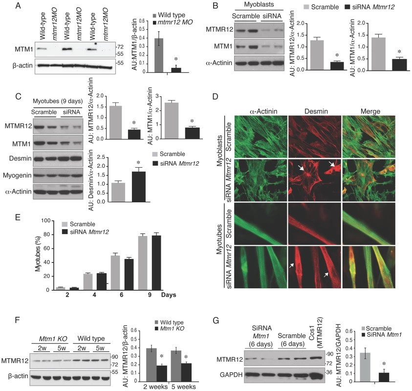 Loss of protein stability in the absence of myotubularin-MTMR12 interactions.