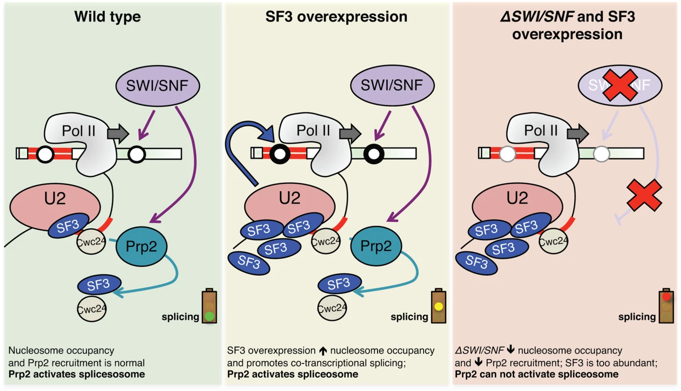 Model illustrating the effect of SF3 overexpression and deletion of SWI/SNF on splicesome activation, nucleosome occupancy and RNAPII elongation.