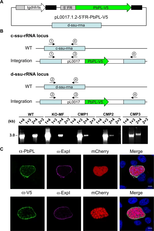 Generation and confirmation of complemented PbPL-knockout parasites.