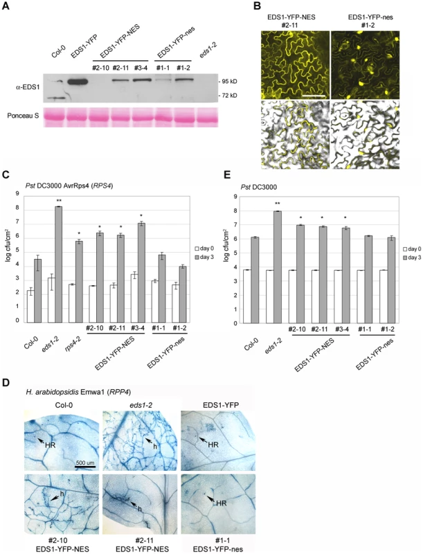 Enhanced export of EDS1 from nuclei leads to reduced resistance.