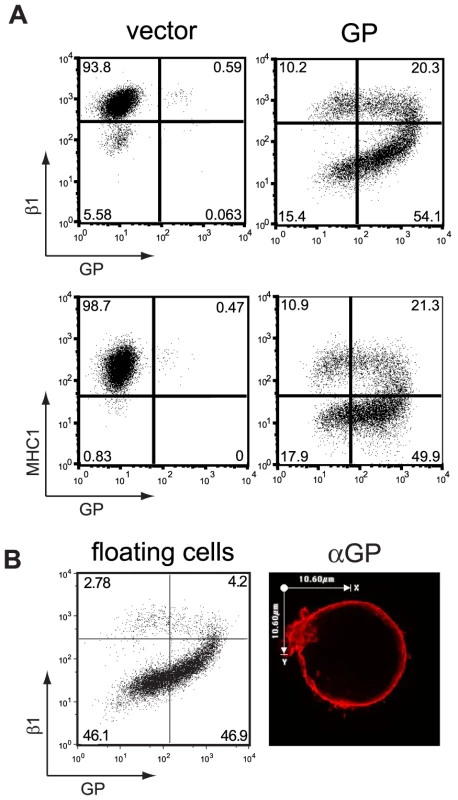 Transient expression of the EBOV glycoprotein results in loss of surface staining of β1 integrin and MHC1.