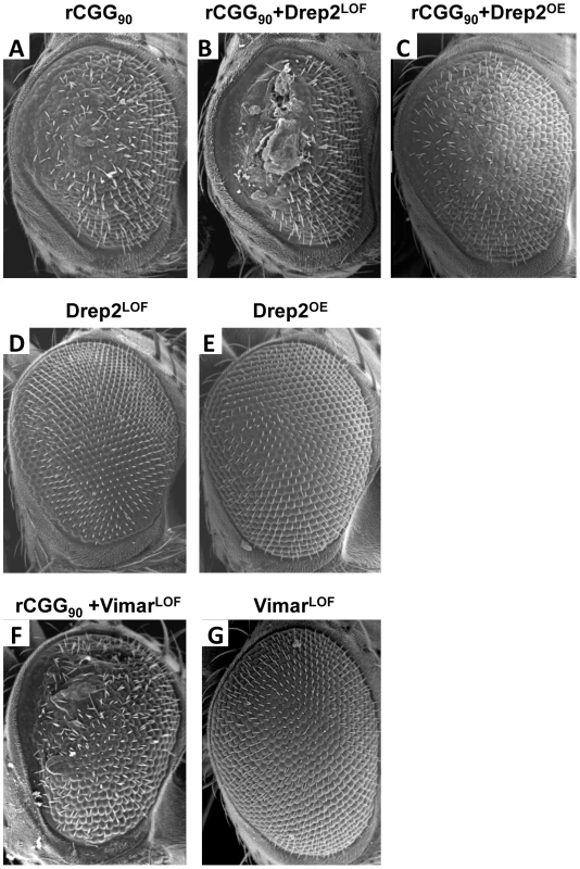 Modification of rCGG-mediated neurodegenerative eye phenotype by Drep-2 and Vimar.