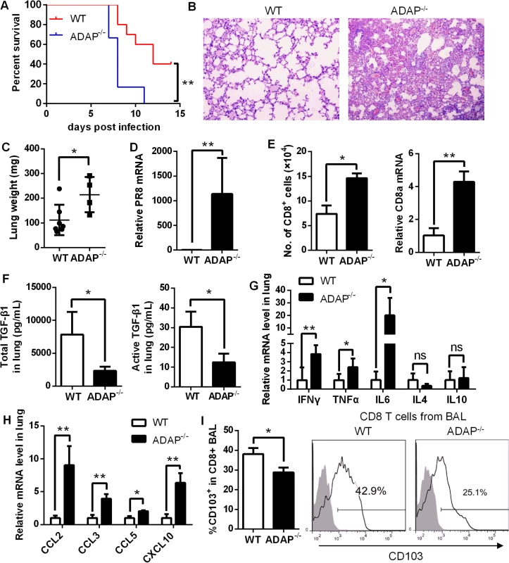 ADAP<sup>-/-</sup> mice enhanced mortality with defective expression of TGF-β1 and CD103 in response to H1N1 infection.