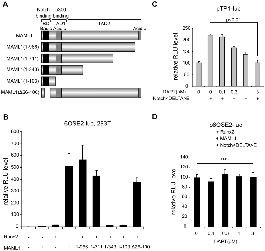 MAML1 enhances Runx2 activity in a Notch-independent manner in vitro.