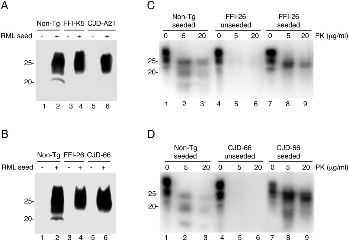 Serial PMCA does not detect spontaneously formed PrP<sup>Sc</sup> in Tg(FFI) and Tg(CJD) brains, but the mutant PrPs can be converted into PrP<sup>Sc</sup> <i>in vitro</i>.