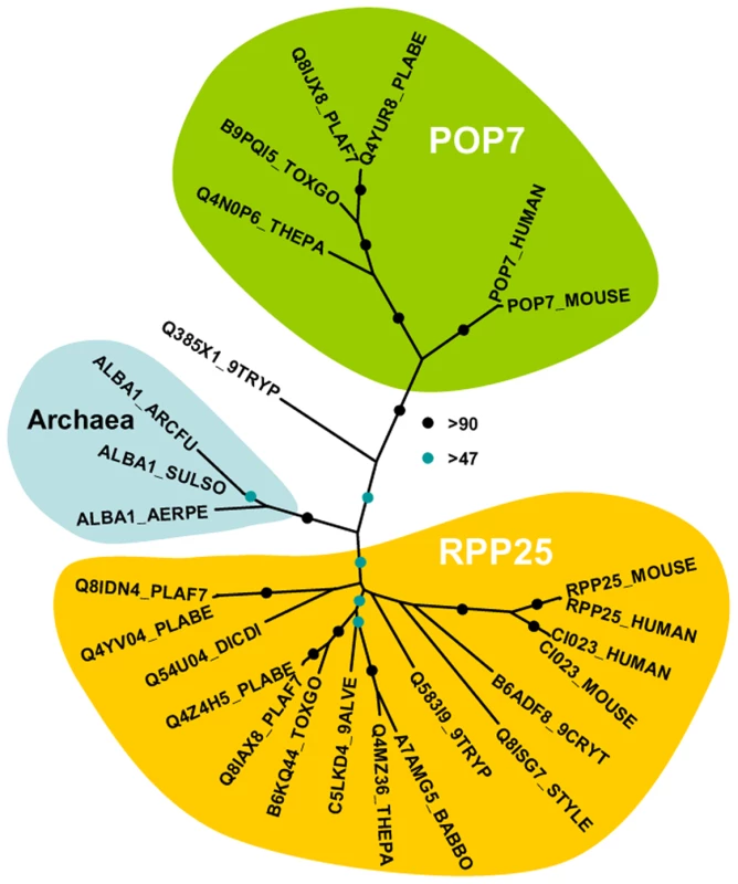 Phylogenetic position of <i>Plasmodium</i> Alba-domain proteins.