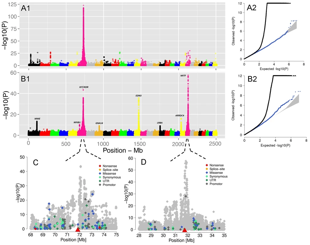 The visualization of the signals revealed by association analyses for coat coloring traits.