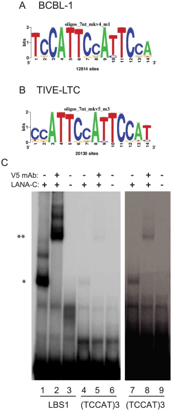 Identification and biochemical characterization of novel LANA binding motif.