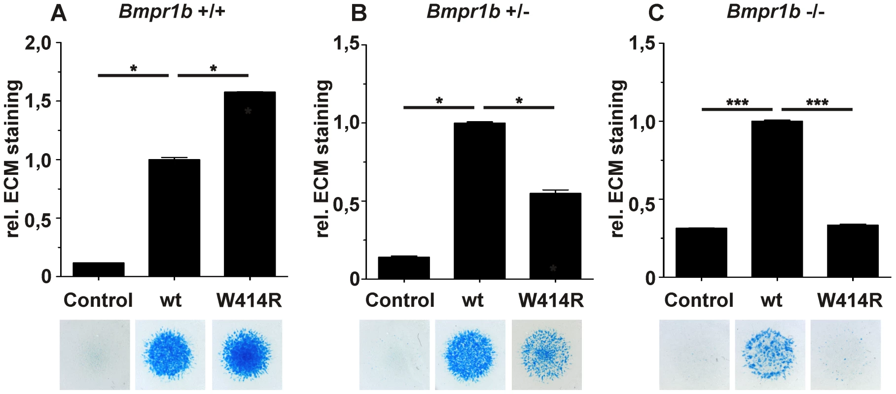 GDF5<sup>W414R</sup> displays reduced chondrocyte differentiation in the absence of <i>Bmpr1b</i>.