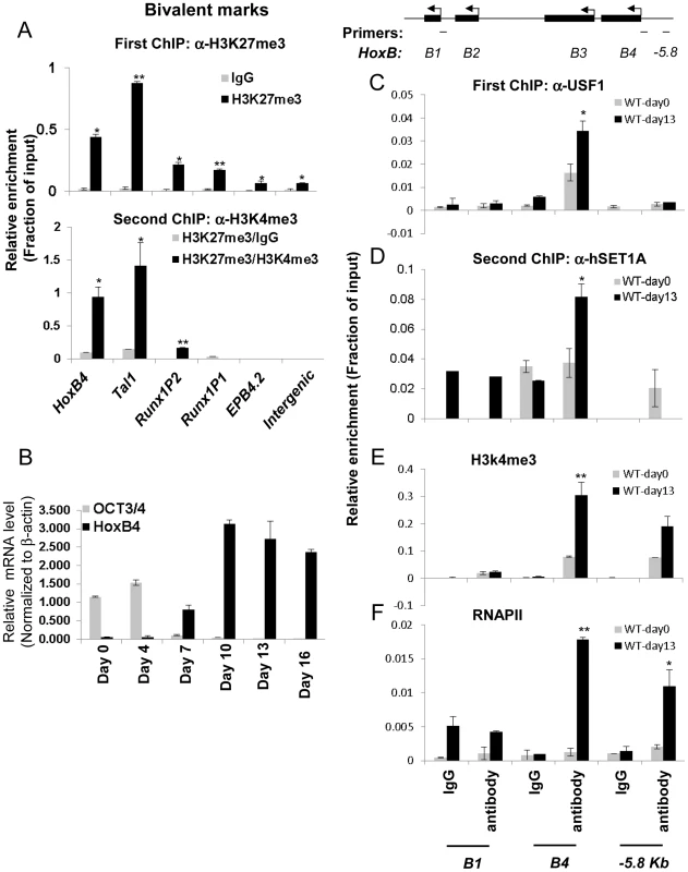 Co-localization of USF1 and the hSET1A complex correlates with the activation of the HSC-specific &lt;i&gt;HoxB4&lt;/i&gt; gene during hematopoietic differentiation of ESCs.