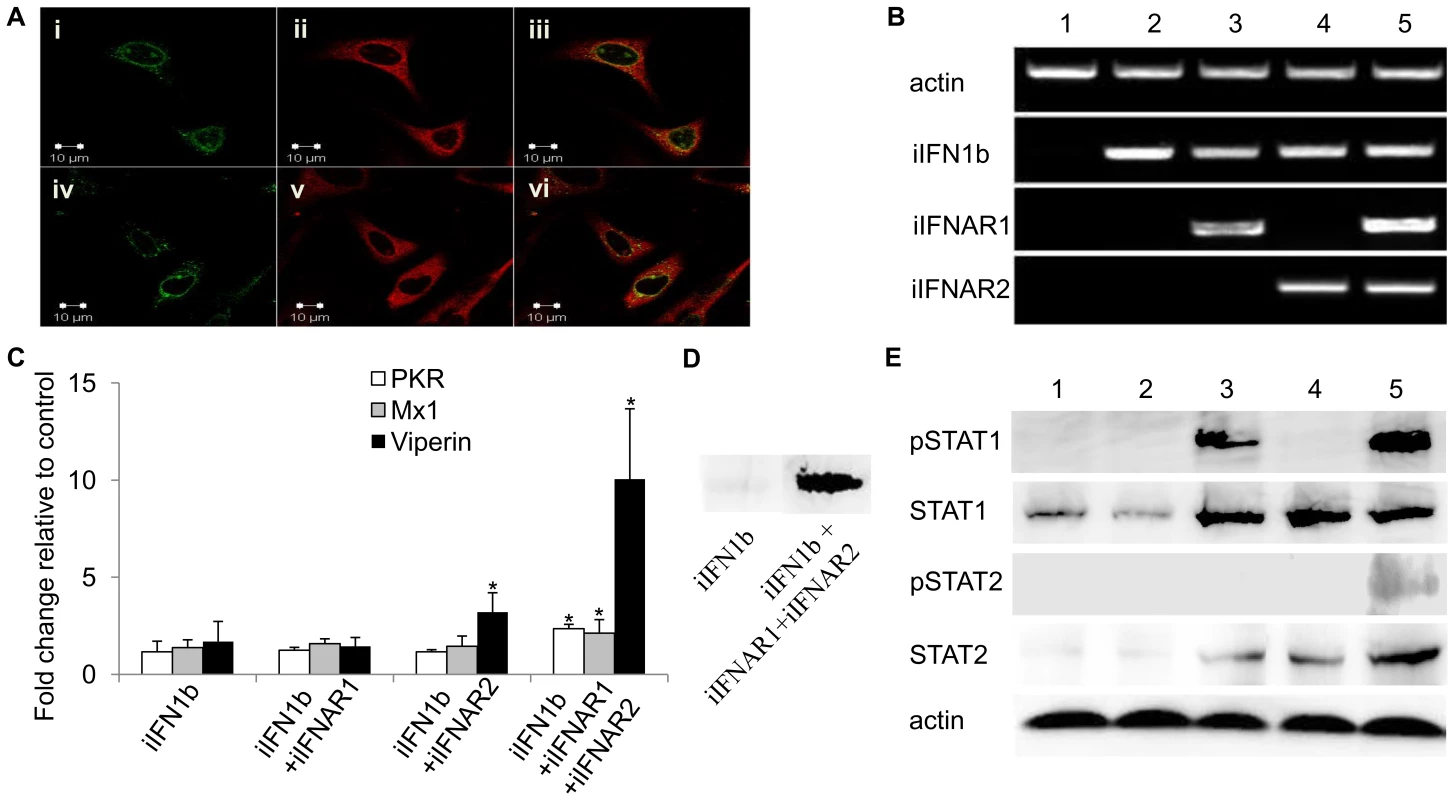 Intracellular IFNs and IFNARs activate antiviral responses via STAT1 and STAT2 phosphorylation.