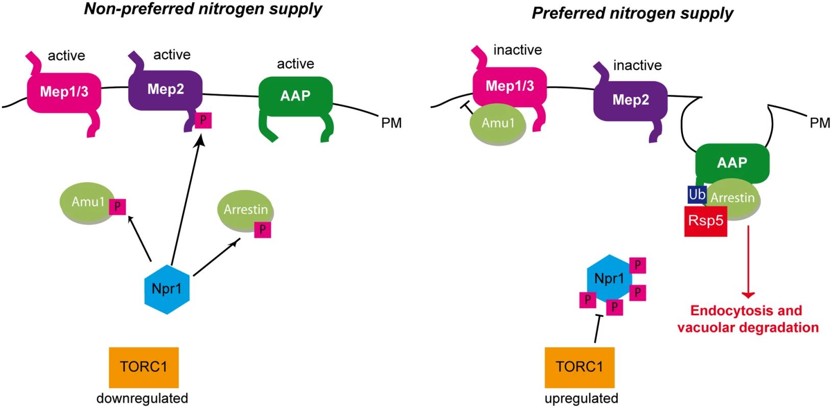Three different strategies enable the TORC1-pathway to regulate plasma-membrane transport proteins.