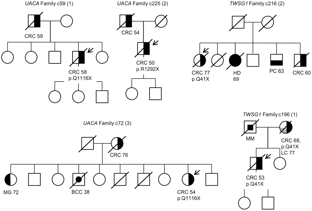 Pedigrees of families found to carry <i>UACA</i> and <i>TWSG1</i> truncating variants.