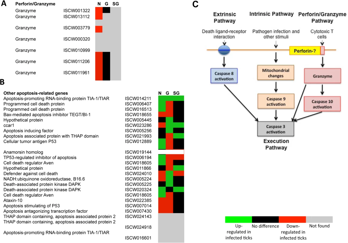 Annotation of Perforin/Granzyme and other apoptosis pathway genes and expression in response to <i>A</i>. <i>phagocytophilum</i> infection.