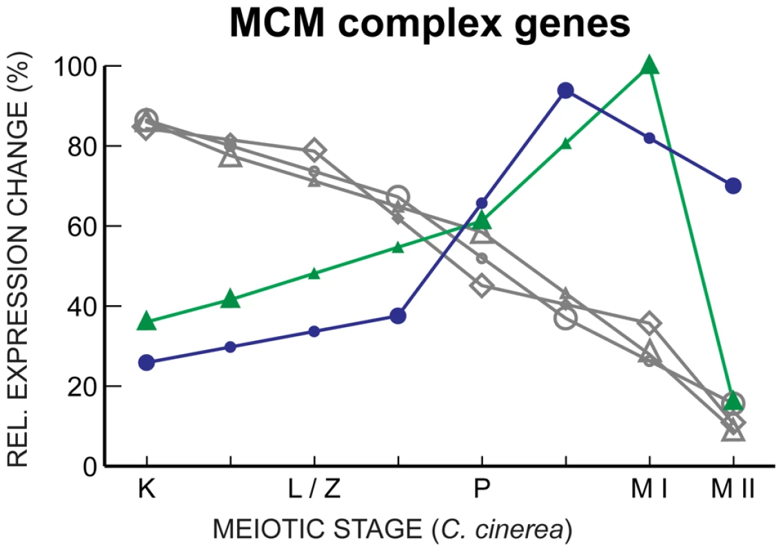 MCM complex gene expression declines through meiosis, with key exceptions.