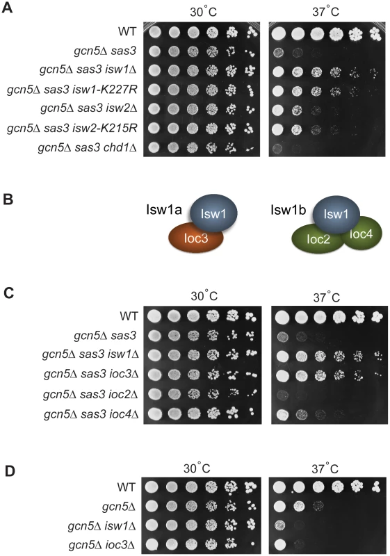 Sas3 and Gcn5 acetyltransferases and ISWI chromatin remodeling enzymes have antagonistic functions.