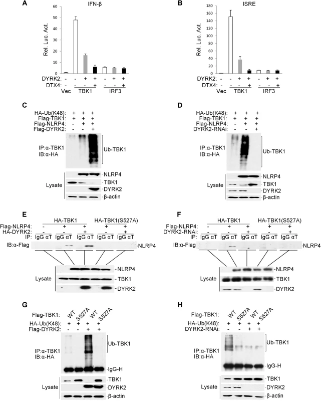 Effects of DYRK2 on the NLRP4-mediated inhibition of Type I interferon induction.