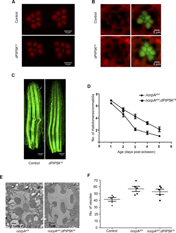dPIP5K is not required to support cytoskeleton function and dynamin mediated endocytosis in adult photoreceptors.