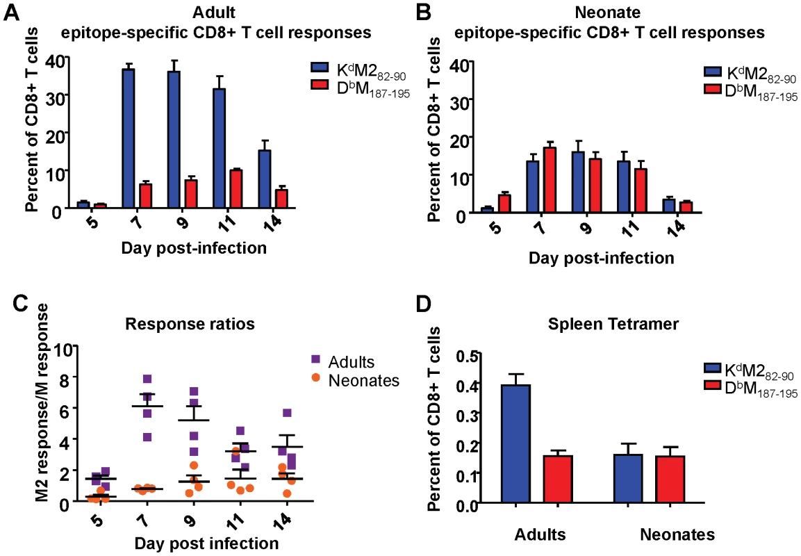 RSV epitope-specific CD8+ T cell responses during acute infection and memory.