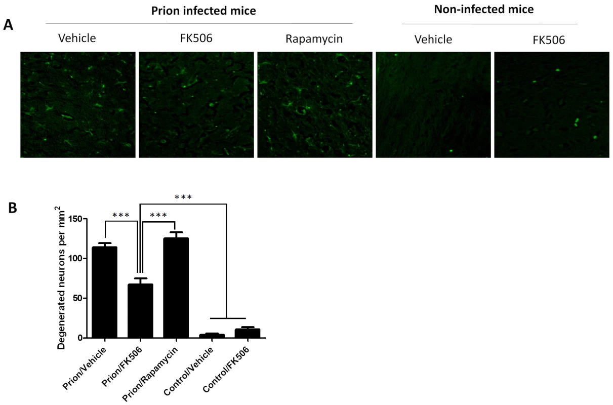 CaN inhibitor reduces neurodegeneration in prion affected animals.
