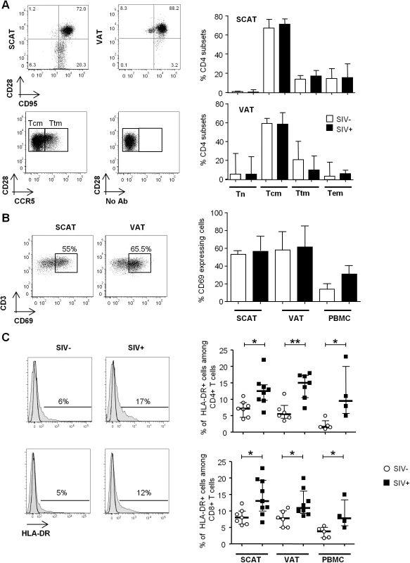 The influence of SIV infection on T cell differentiation and activation status.