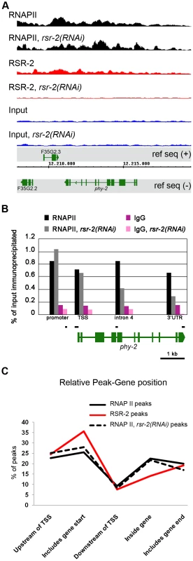 RSR-2 is associated with chromatin and modifies RNAPII distribution.