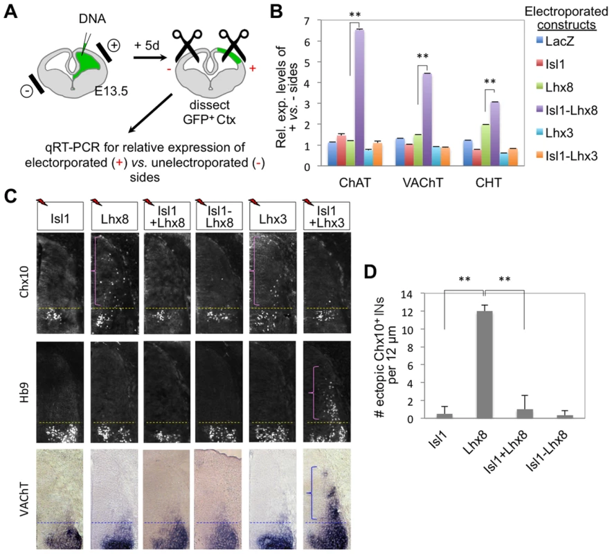 Isl1-Lhx8 induces the expression of cholinergic gene battery in the forebrain, but not in the spinal cord.