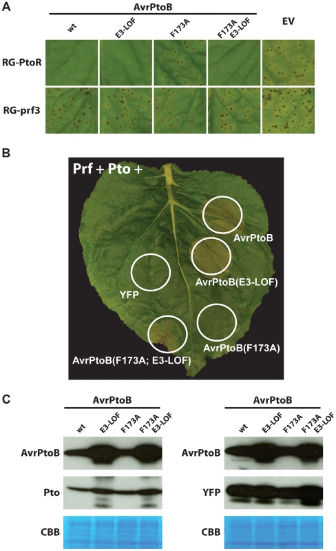 Pto binds to the FID in plant cells and is degraded by activity of the AvrPtoB E3 ligase.