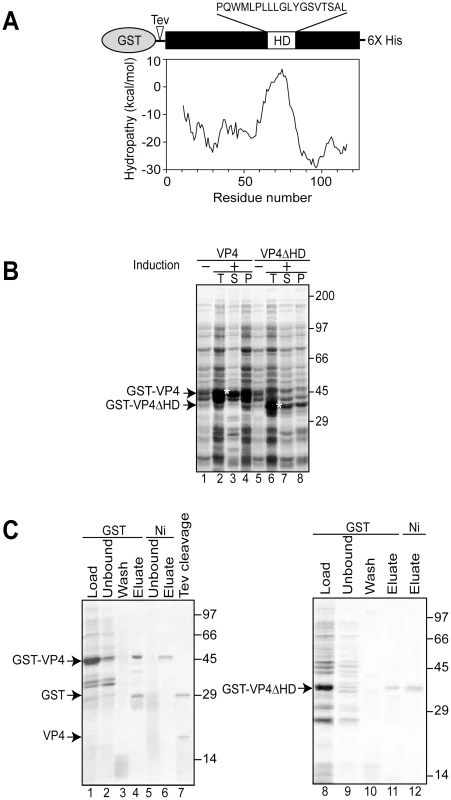 Bacterial expression and purification of VP4.