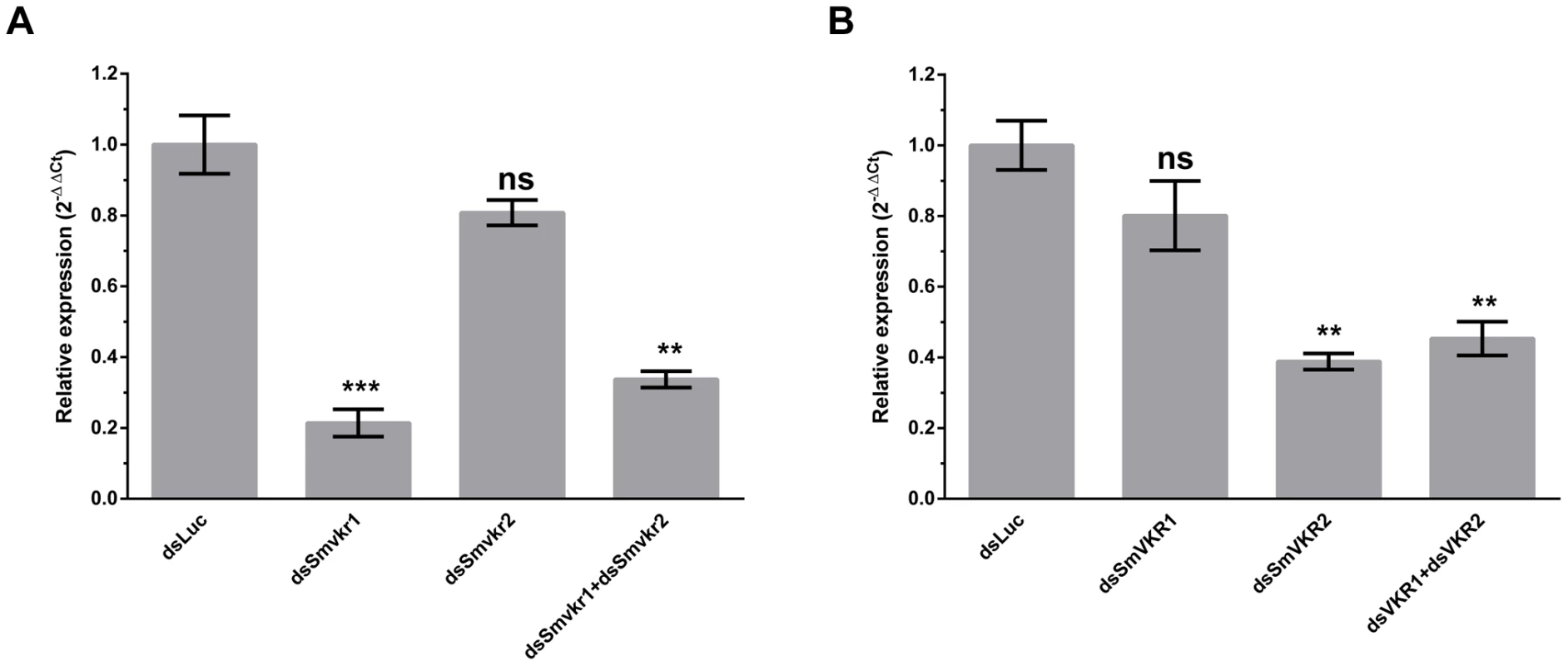 Efficiency of SmVKR1 and SmVKR2 knock-down by RNA interference in adult worm pairs.