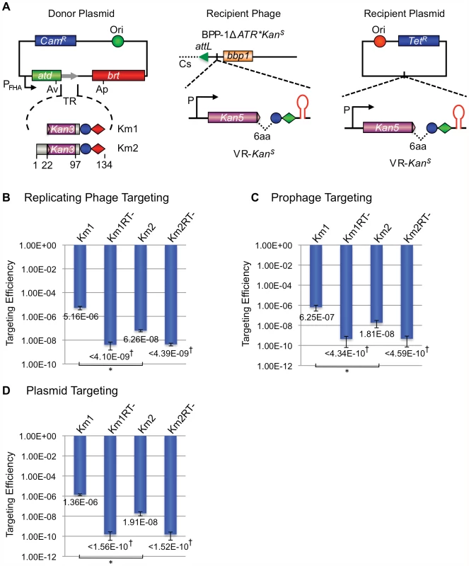 The BPP-1 DGR can be engineered to target a kanamycin-resistance gene.