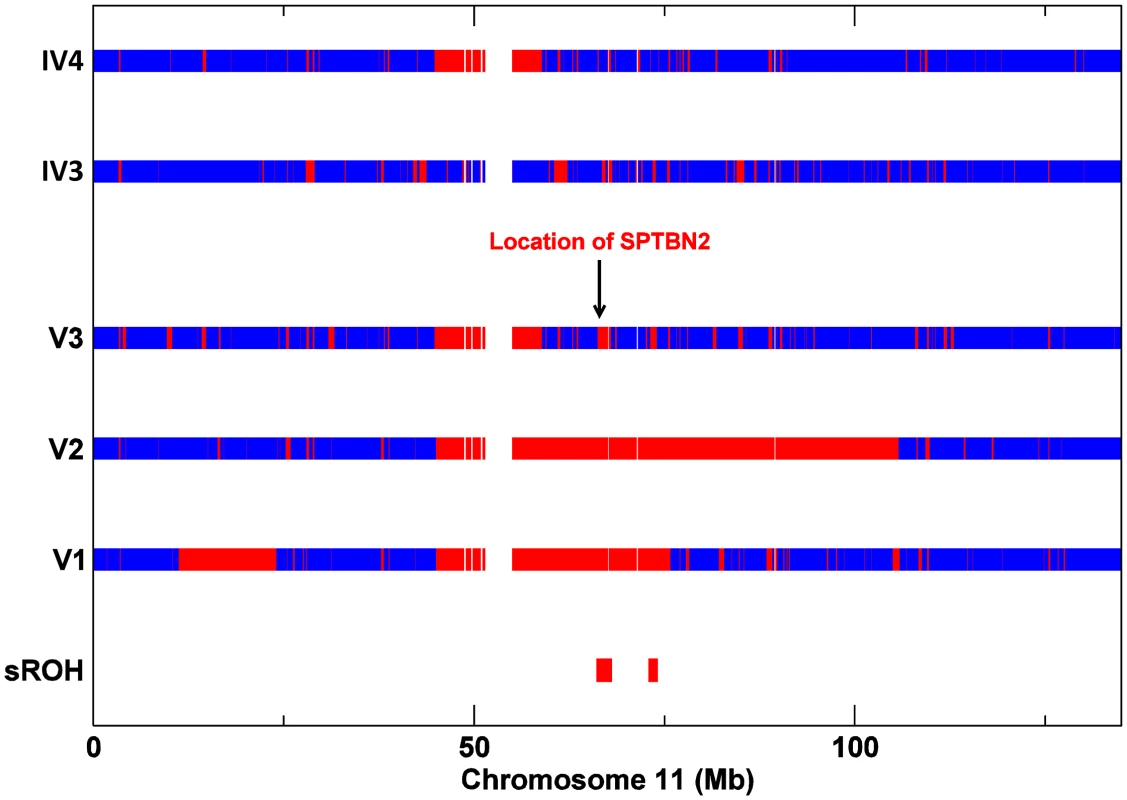 SNP Zygosity data for chromosome 11 from affecteds V1, V2, V3, and V3's parents IV3 and IV4.