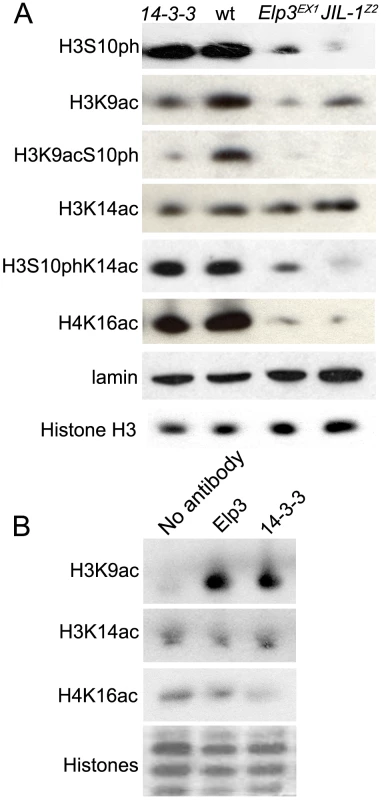 JIL-1, 14-3-3, and Elp3 are required for H3 acetylation.