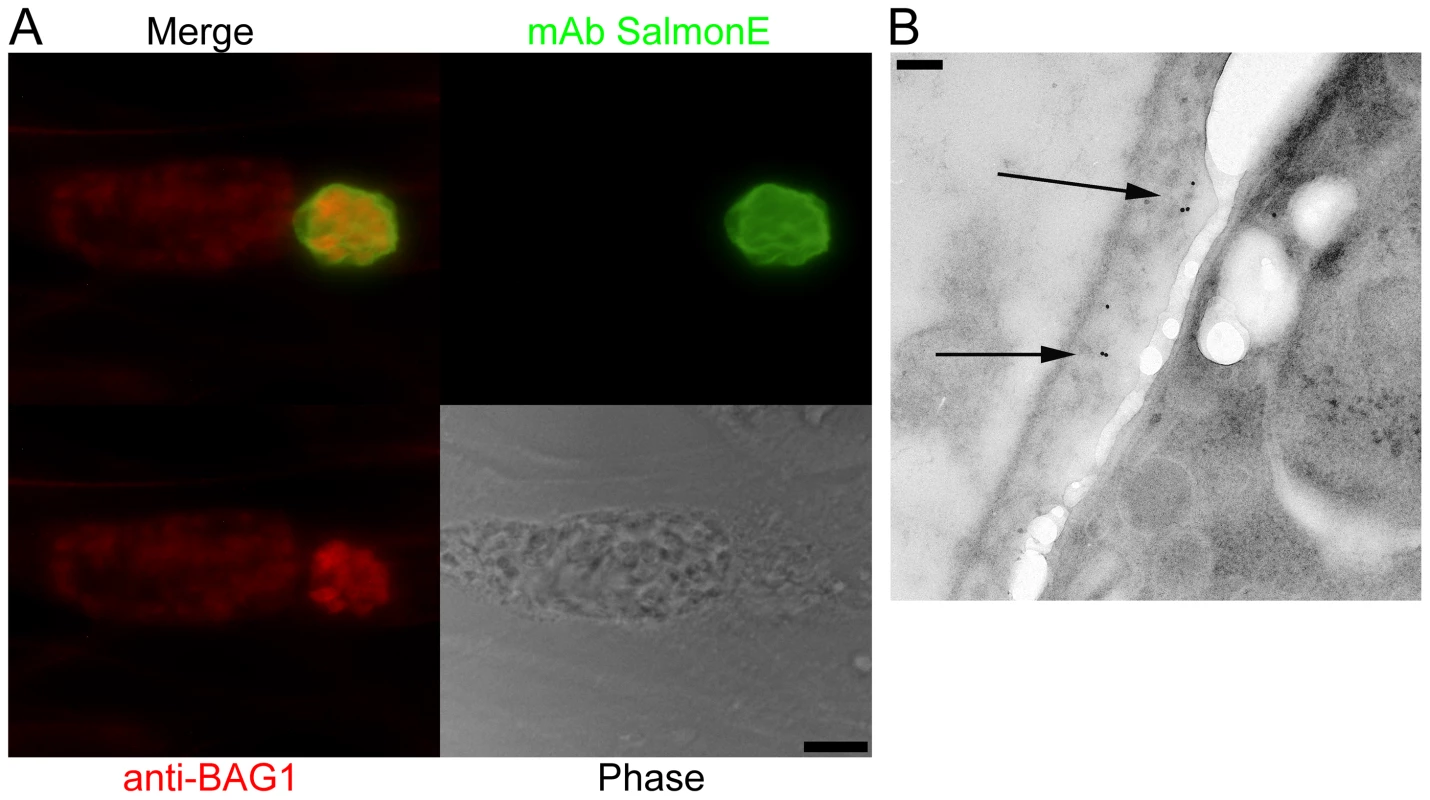 Monoclonal antibody SalmonE binds to the cyst wall of cysts isolated <i>in vitro</i> and <i>in vivo</i>.
