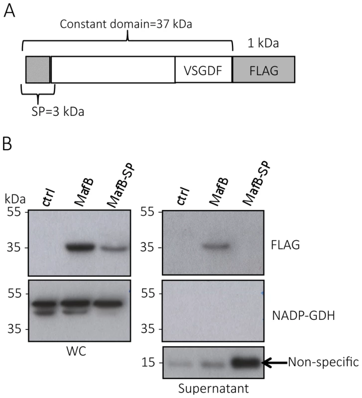 MafB<sub>MGI-1NEM8013</sub> is a secreted toxin.