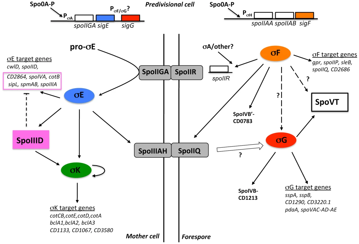 Model of the regulatory network controlling sporulation in <i>C. difficile</i>.