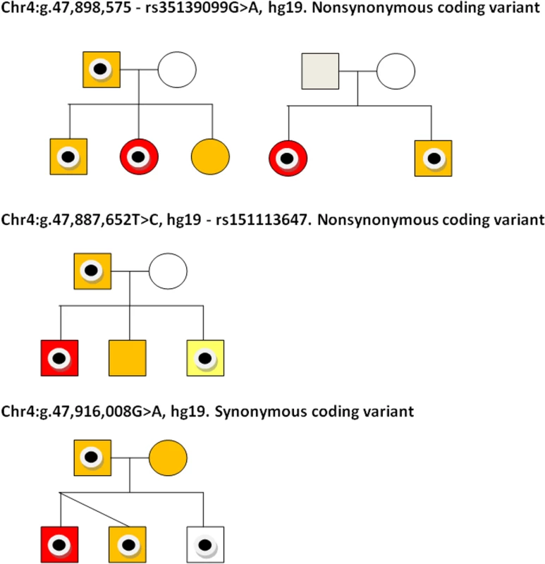 Coding variants observed in SLIC probands and their families.