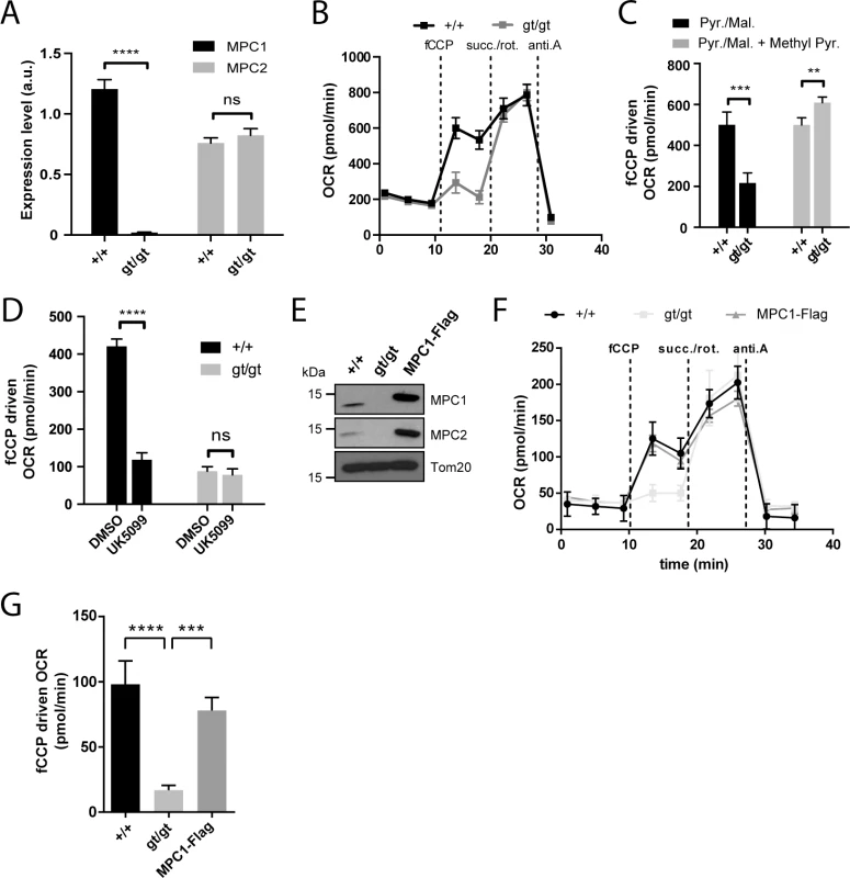 MPC1 is necessary for pyruvate-driven respiration.