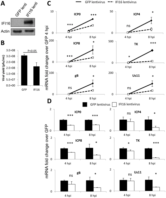 Effect of IFI16 overexpression on HSV-1 gene expression, replication and viral yield in MCF7 cells.