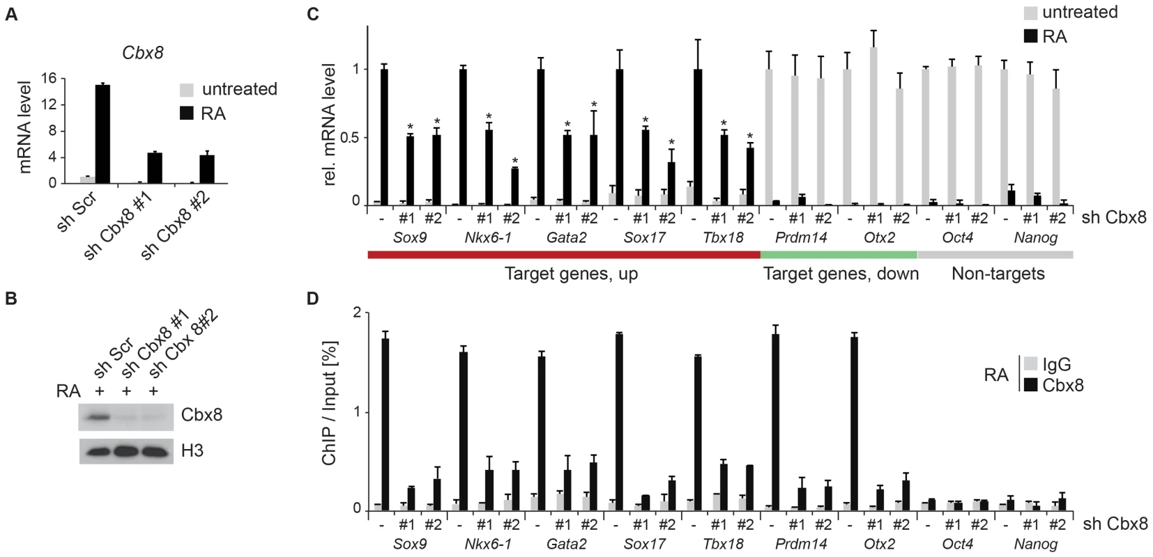 Knockdown of Cbx8 reduces transcription of activated target genes.