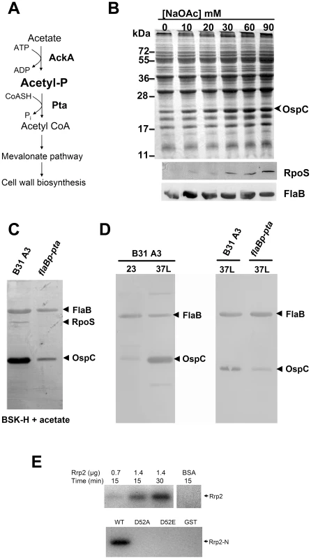 Acetyl∼P plays an important role in Rrp2 activation under <i>in vitro</i> cultivation conditions.