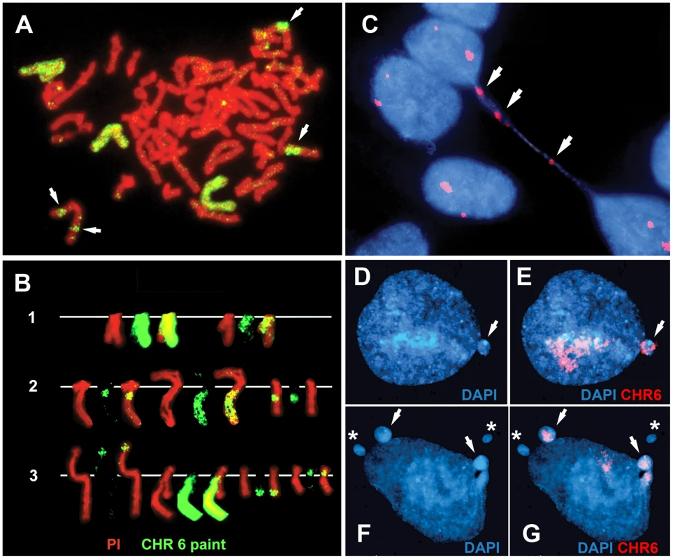 Disruption of <i>ASAR6</i> leads to instability of chromosome 6.