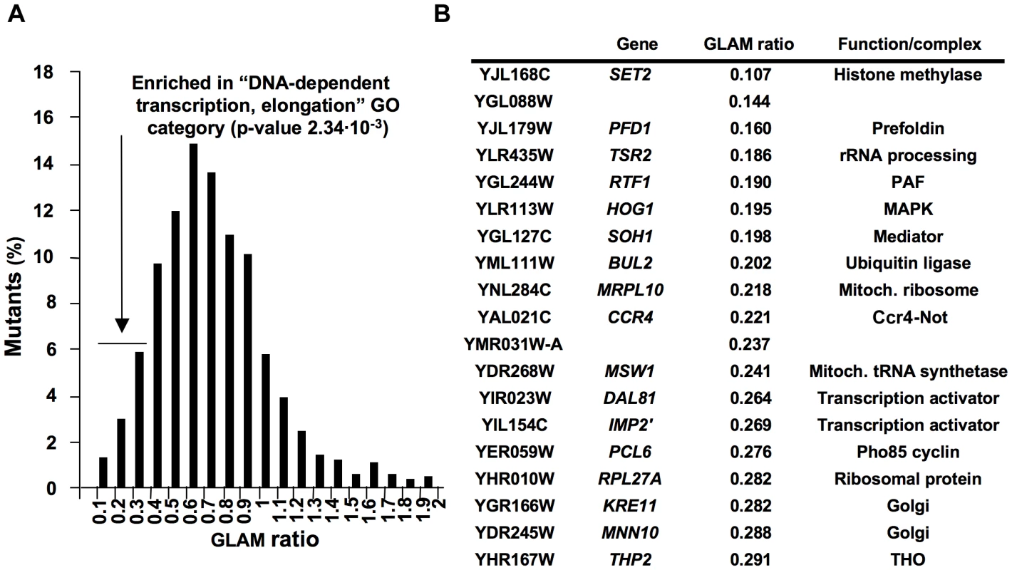 Systematic genetic analysis of budding yeast <i>Saccharomyces cerevisiae</i> based on the GLAM assay.