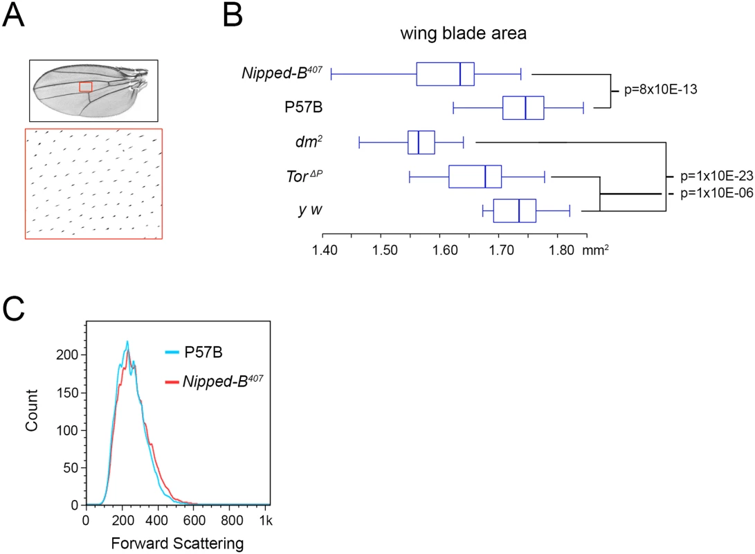<i>Nipped-B</i>, <i>dm</i>, and <i>Tor</i> mutations reduce adult wing size.