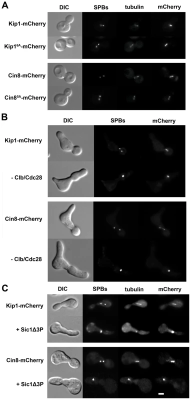 Kip1 and Cin8 localization in the presence and the absence of phosphorylation by Clb/Cdc28.