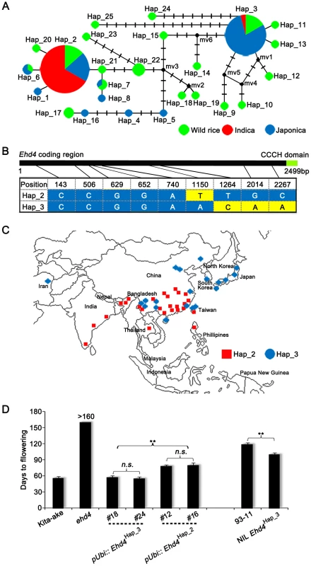 Natural variations in the <i>Ehd4</i> coding region among rice germplasm core collection.