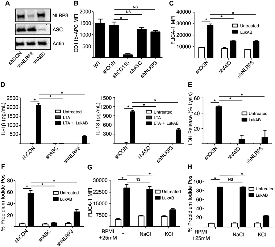 LukAB activates the NLRP3 inflammasome leading to cell death and cytokine secretion.