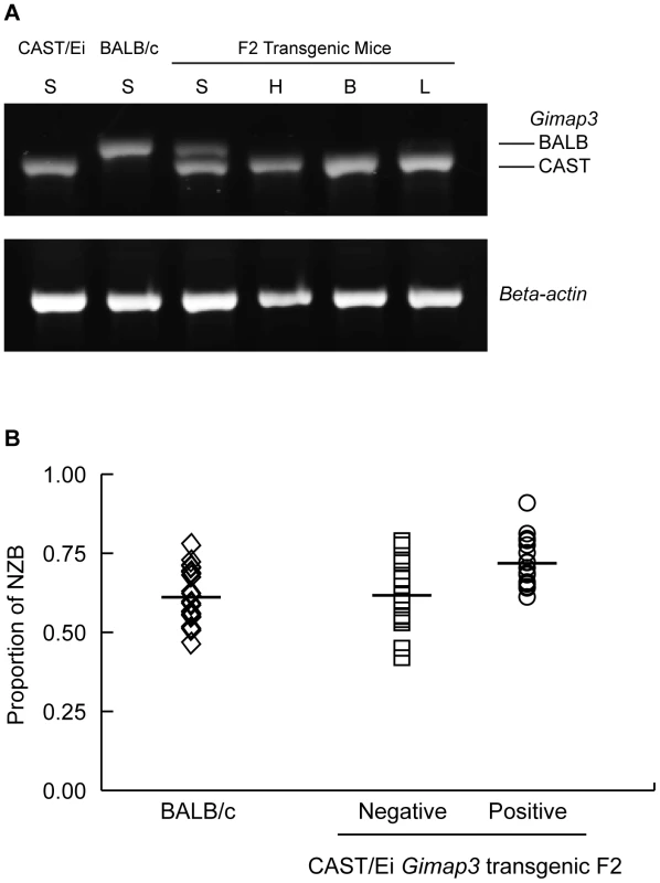 Transgenic expression of CAST/Ei <i>Gimap3</i> cDNA in heteroplasmic mice slows the rate of splenic mtDNA segregation.