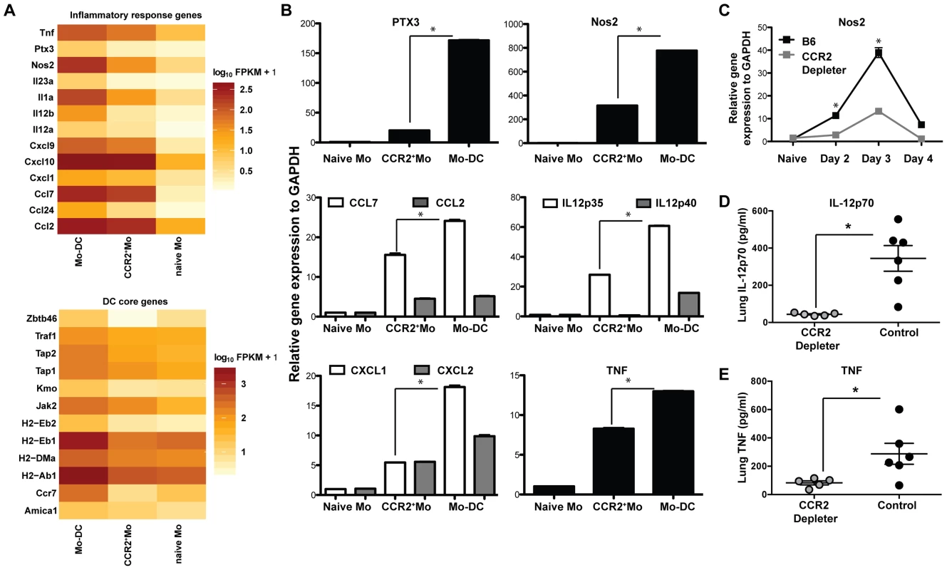 Inflammatory responses of CCR2<sup>+</sup>Mo and Mo-DC during respiratory fungal infection.