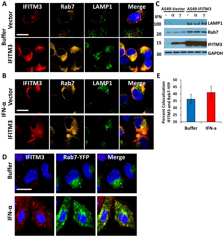 IFN treatment or IFITM3 overexpression expands late endosomes and lysosomes.